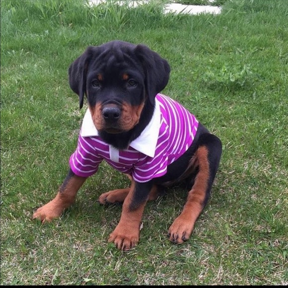 Meet your Posher, Cassie - Picture 1 of 1